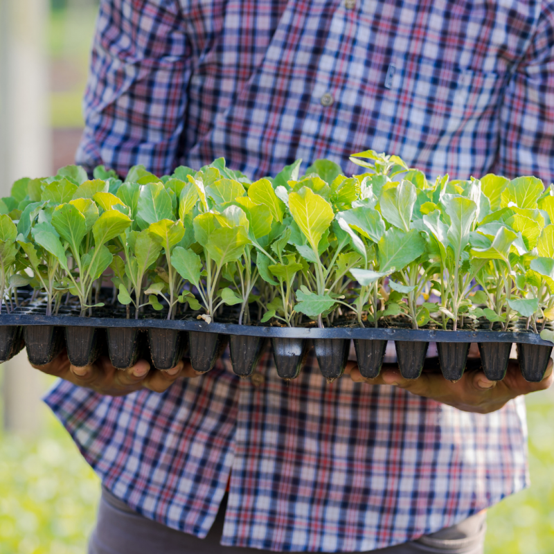 Farmer holding tray of plant seedlings